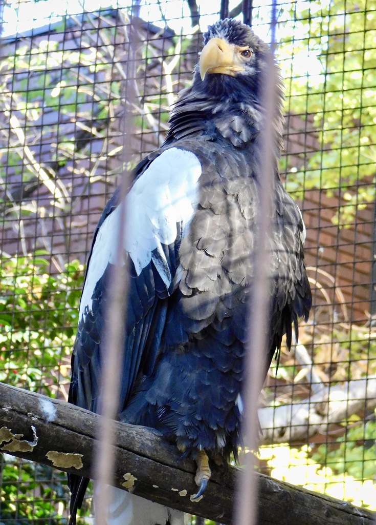オオワシ(上野動物園)