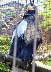 オオワシ(上野動物園)