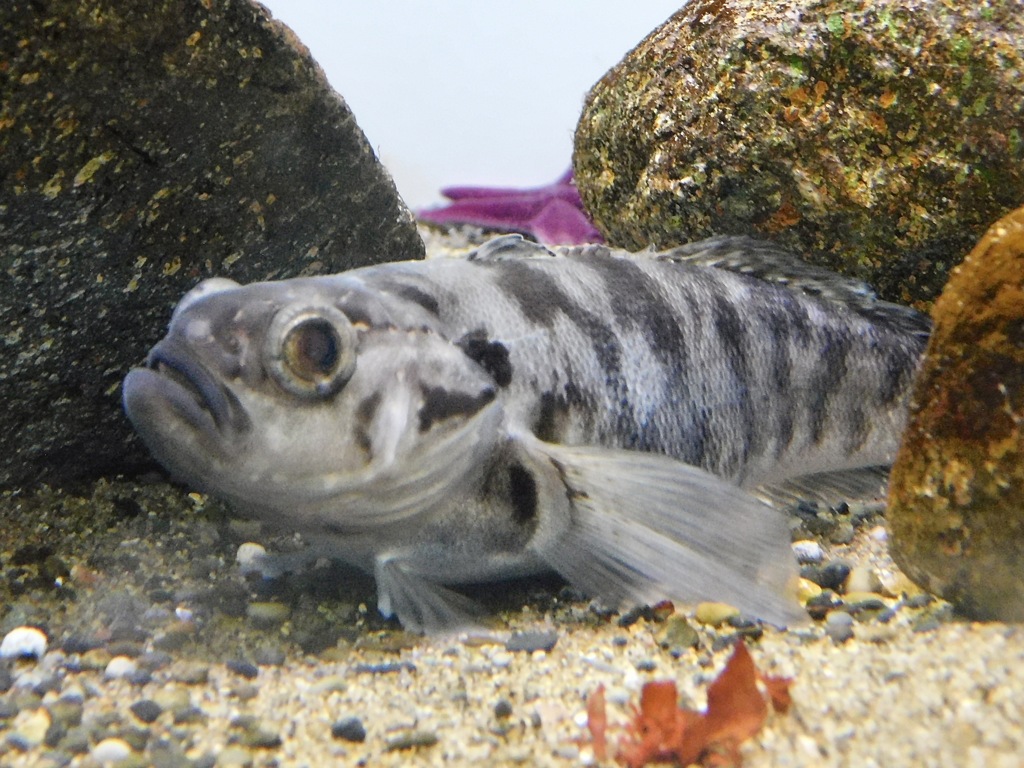 ボールドノトセン(葛西臨海水族園)