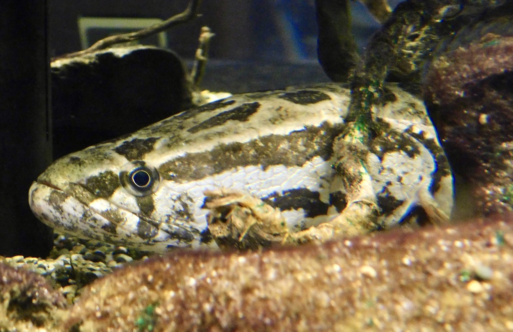 カムルチー(カワスイ　川崎水族館)