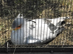 ヘビクイワシ(上野動物園)