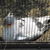 ヘビクイワシ(上野動物園)