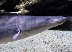 ジムナーカス(カワスイ　川崎水族館)