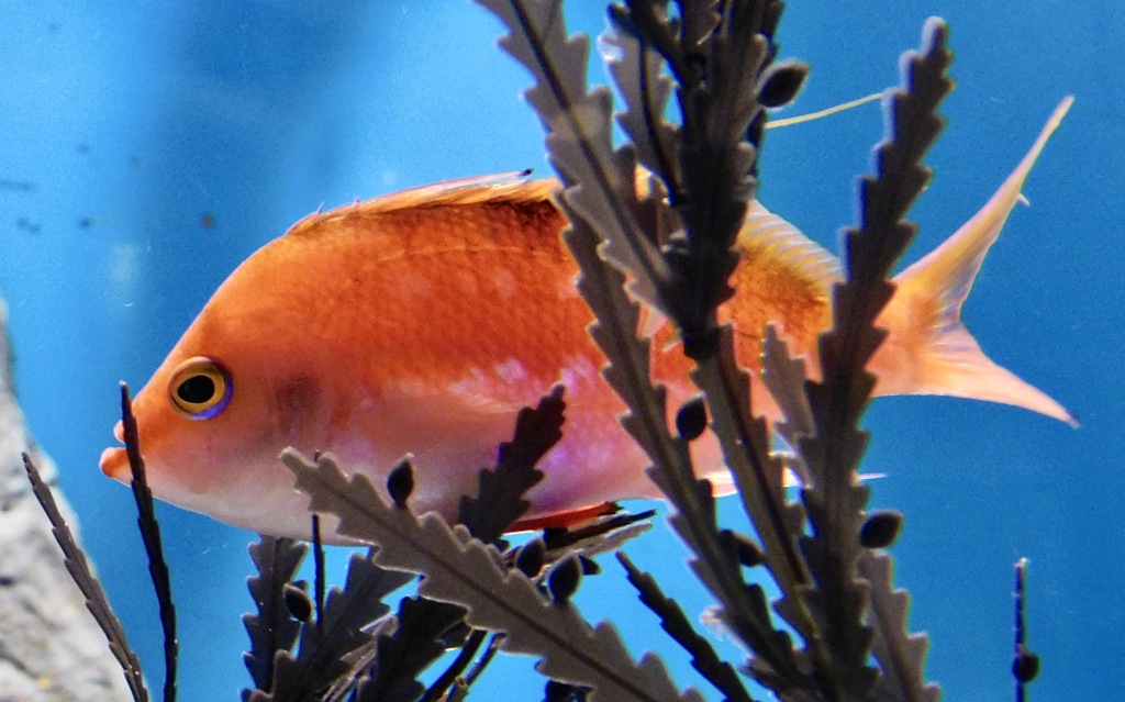 サクラダイ(しながわ水族館)