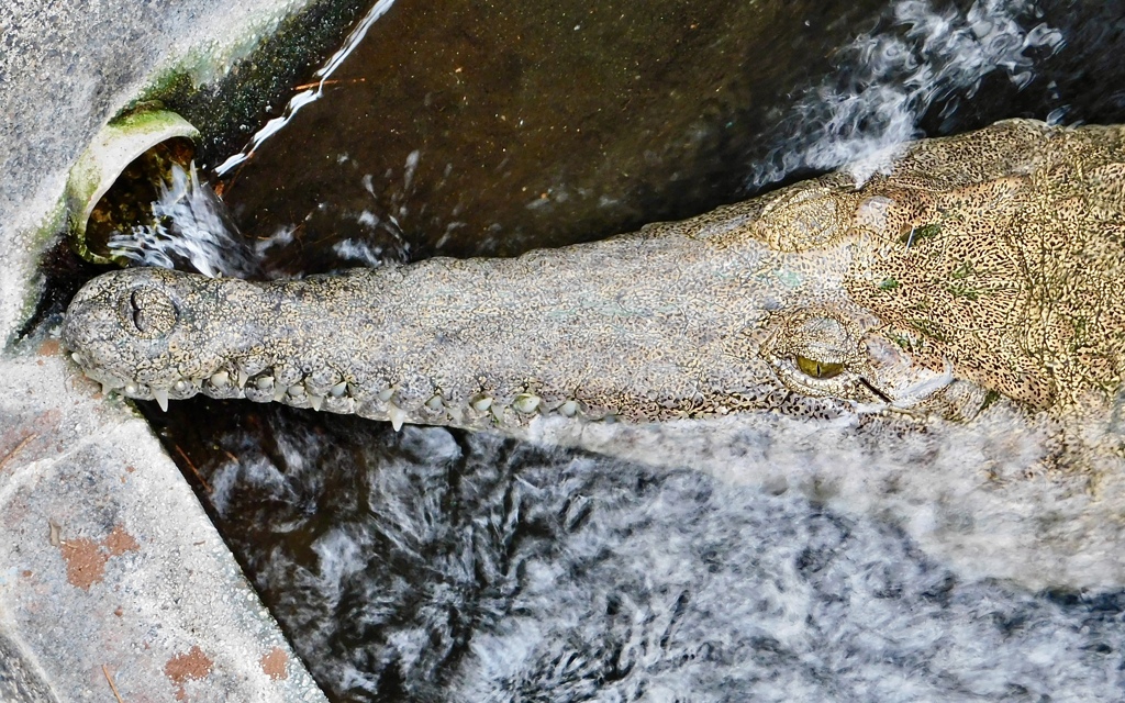 オーストラリアワニ(熱川バナナワニ園)
