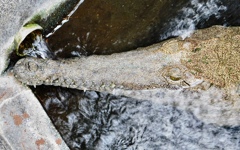 オーストラリアワニ(熱川バナナワニ園)