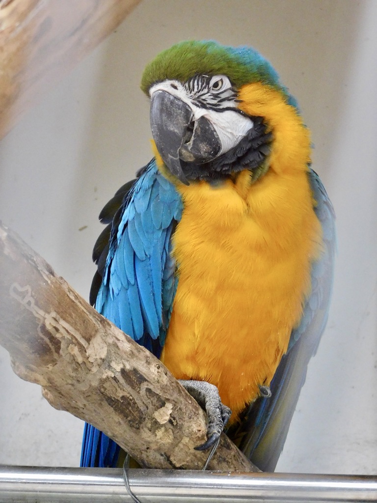 ルリコンゴウインコ(夢見ヶ崎動物公園)