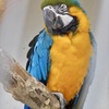 ルリコンゴウインコ(夢見ヶ崎動物公園)