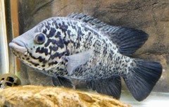 ナンドプシス・テトラカンサス(浦安市交通公園)