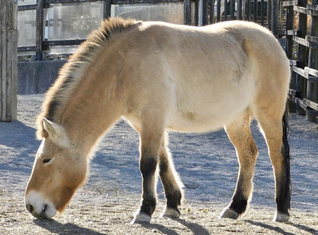 モウコノウマ(多摩動物公園)