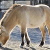 モウコノウマ(多摩動物公園)