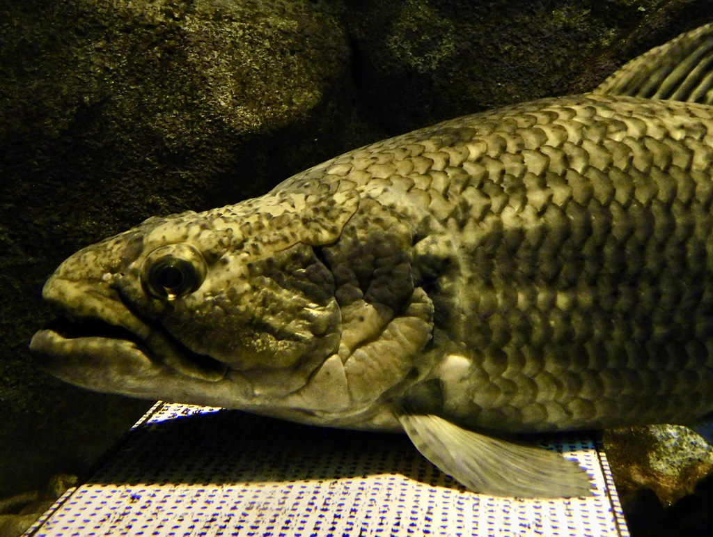 タライロン(カワスイ　川崎水族館)