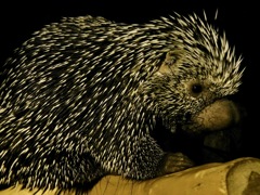 オマキヤマアラシ(カワスイ　川崎水族館)