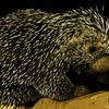 オマキヤマアラシ(カワスイ　川崎水族館)