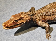 コビトカイマンの剥製(国立科学博物館)