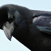 野生のハシブトガラス(夢見ヶ崎動物公園)