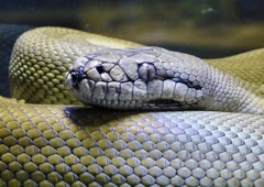 パプアンパイソン(カワスイ　川崎水族館)