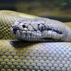 パプアンパイソン(カワスイ　川崎水族館)