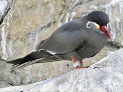 インカアジサシ(上野動物園)