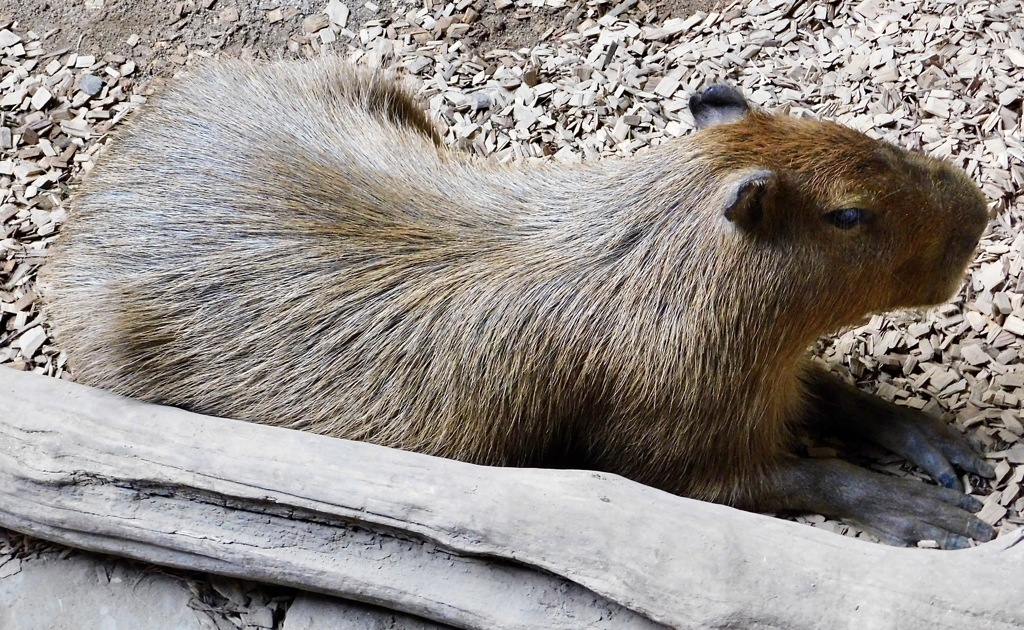 カピバラ(カワスイ　川崎水族館)
