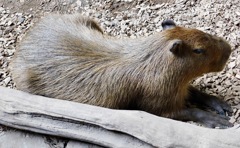 カピバラ(カワスイ　川崎水族館)