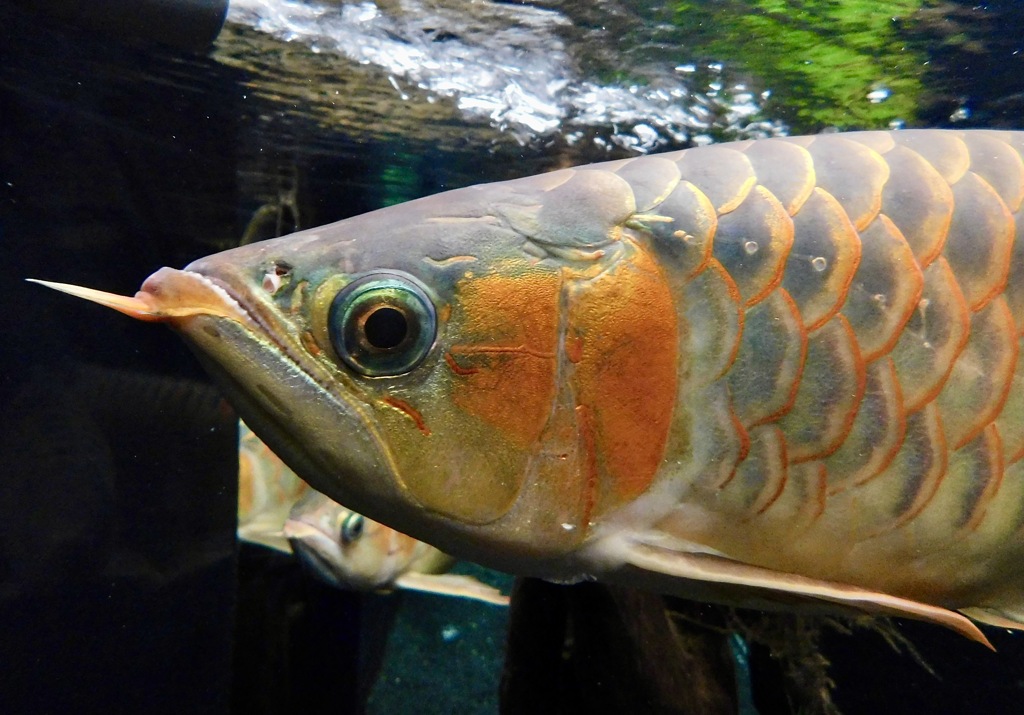 アジアアロワナ(カワスイ　川崎水族館)