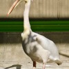 モモイロペリカン(東武動物公園)