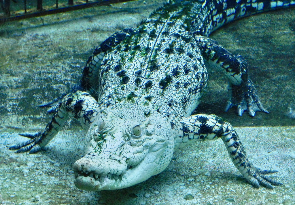 水中の白いイリエワニ(熱川バナナワニ園)