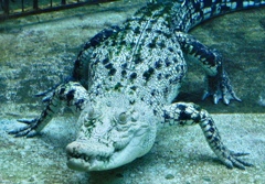 水中の白いイリエワニ(熱川バナナワニ園)