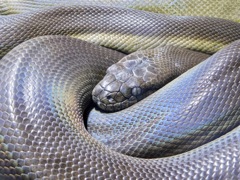 パプアンパイソン(カワスイ　川崎水族館)
