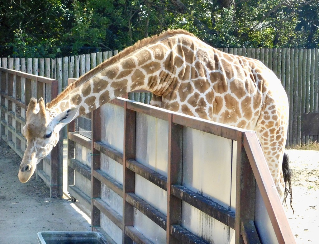 キリン(東武動物公園)