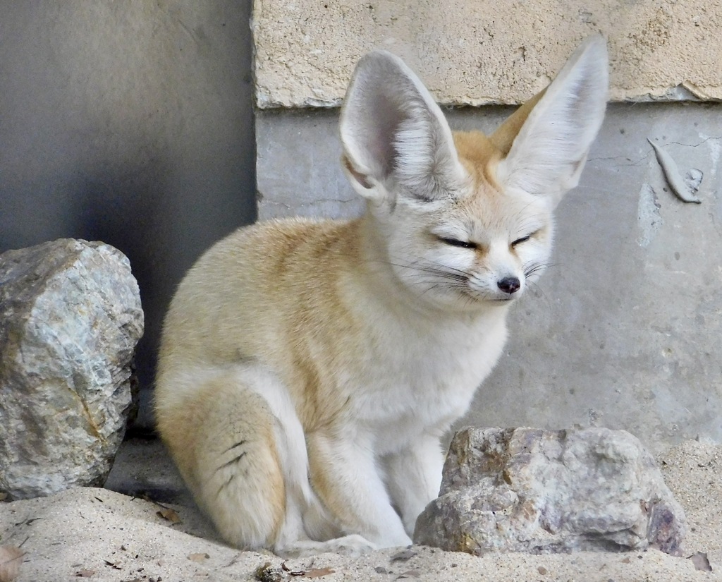 フェネック(井の頭自然文化園)