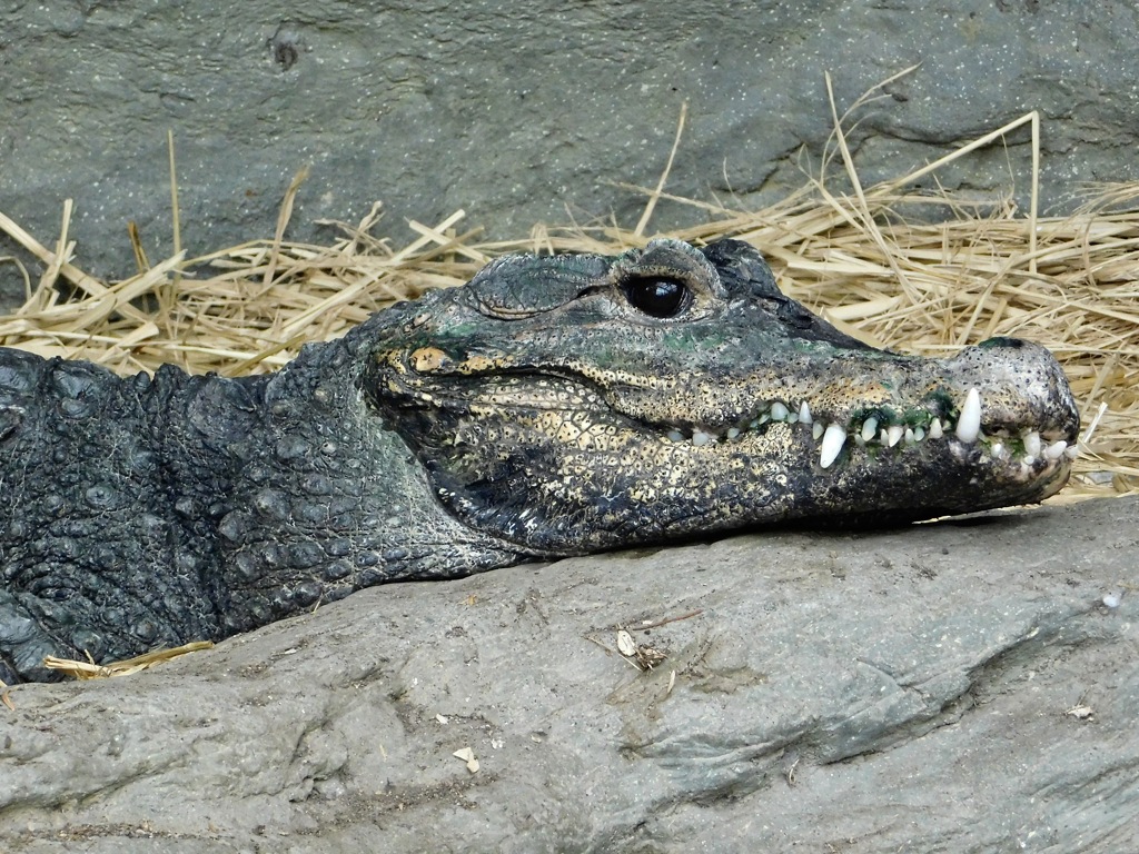 ニシアフリカコガタワニ(上野動物園)