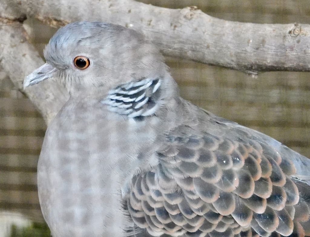 キジバト(井の頭自然文化園)