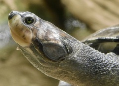 モンキヨコクビガメ(カワスイ　川崎水族館)
