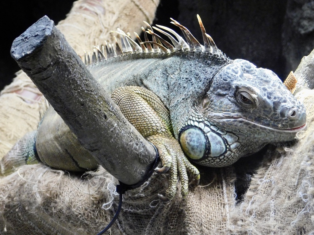 グリーンイグアナ(上野動物園)