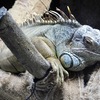 グリーンイグアナ(上野動物園)