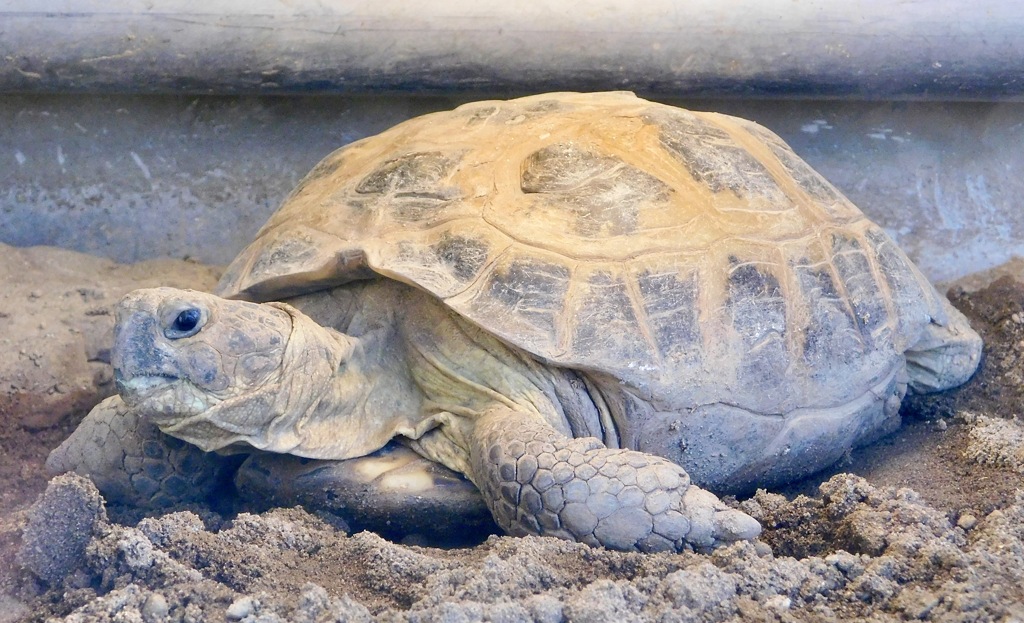 ホルスフィールドリクガメ(夢見ヶ崎動物公園)