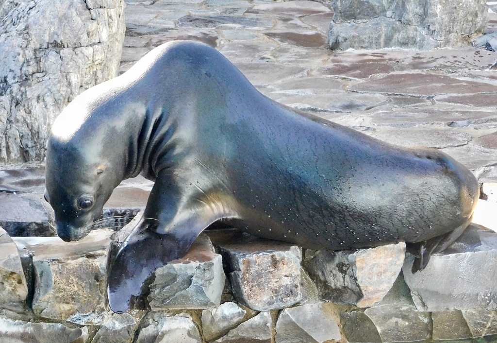 オタリア(江戸川区自然動物園)
