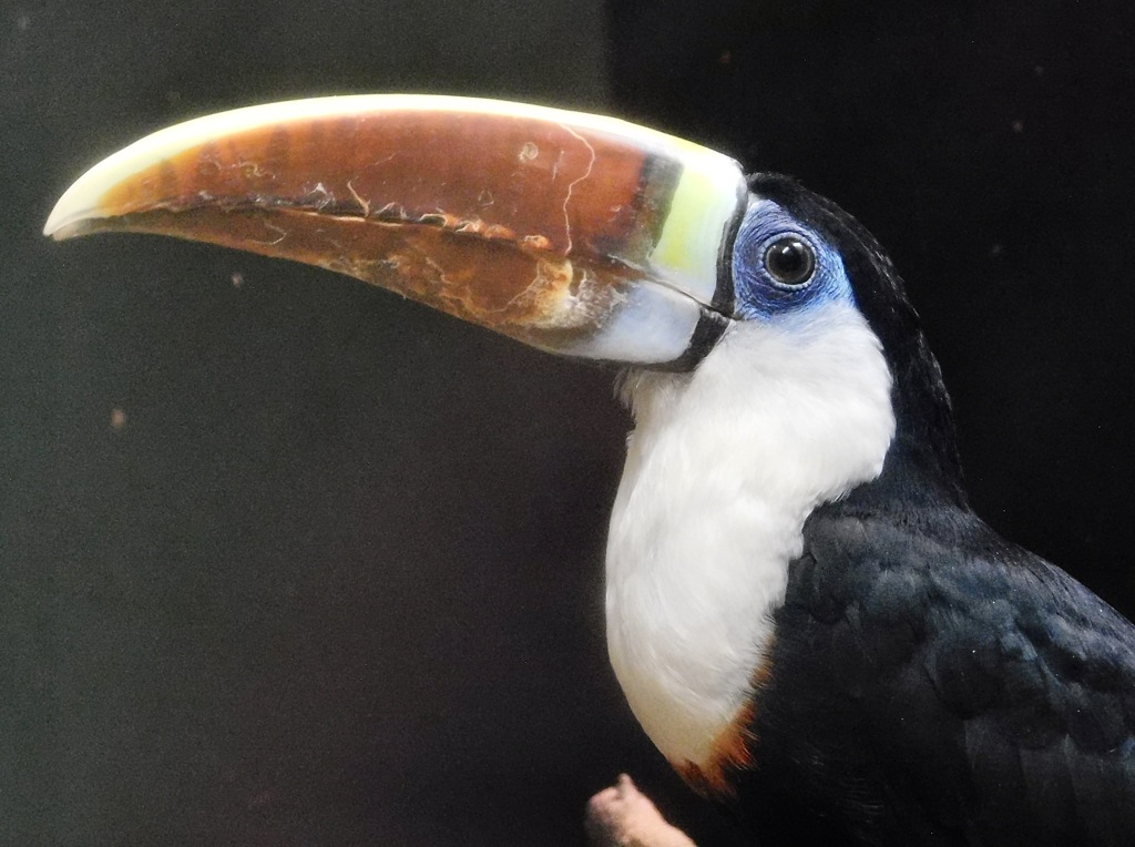 シロムネオオハシ(浦安市交通公園)