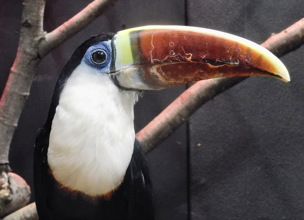 シロムネオオハシ(浦安市交通公園)