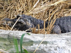 ニシアフリカコガタワニ(上野動物園)