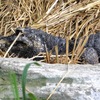 ニシアフリカコガタワニ(上野動物園)
