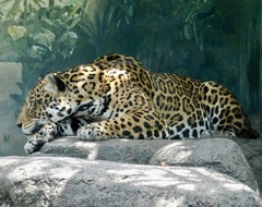ジャガー(天王寺動物園)