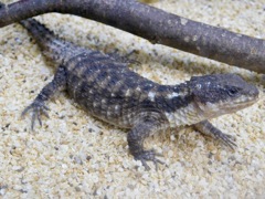 ヒナタヨロイトカゲ(上野動物園)