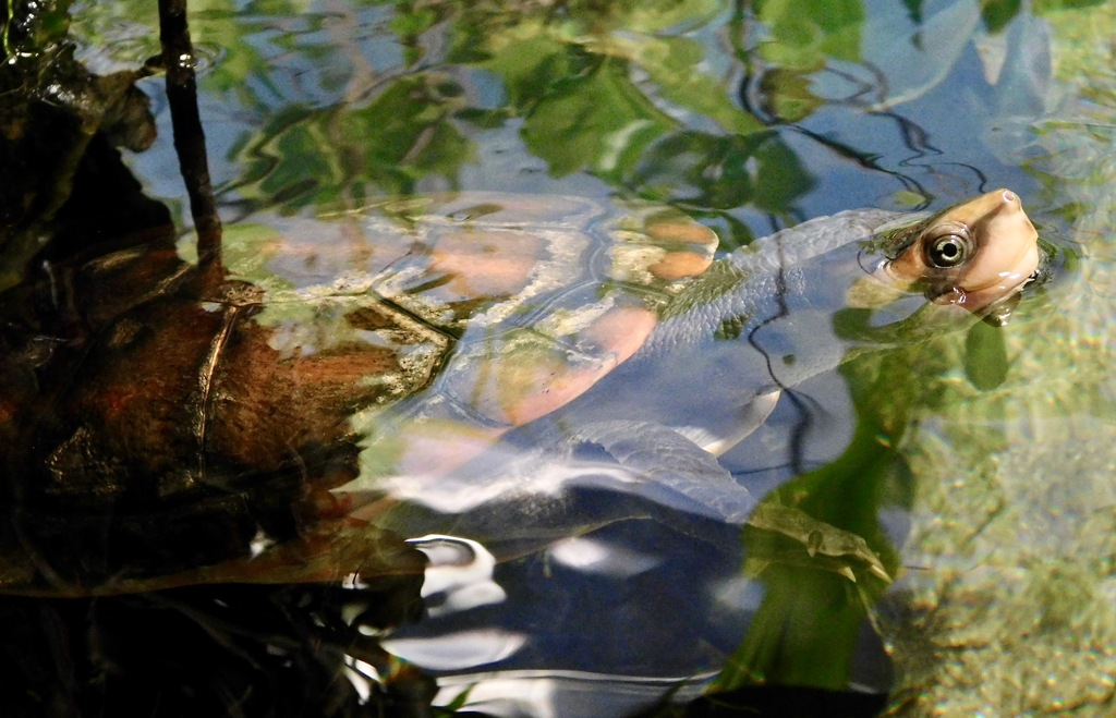 ニシキマゲクビガメ(カワスイ　川崎水族館)