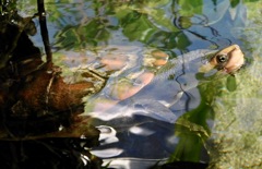 ニシキマゲクビガメ(カワスイ　川崎水族館)
