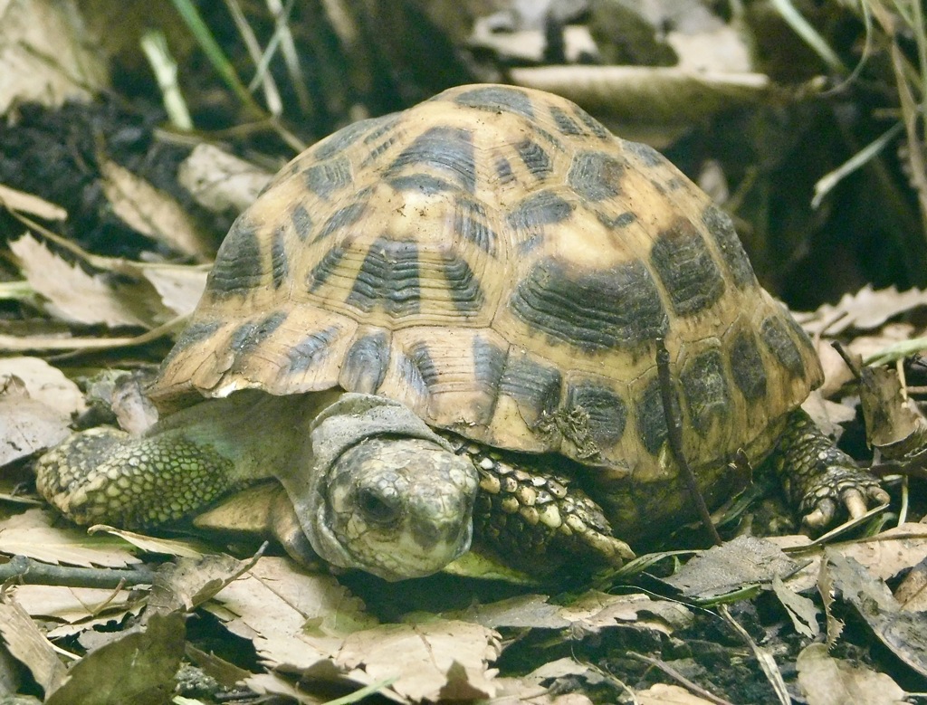 キバラクモノスガメ(野毛山動物園)