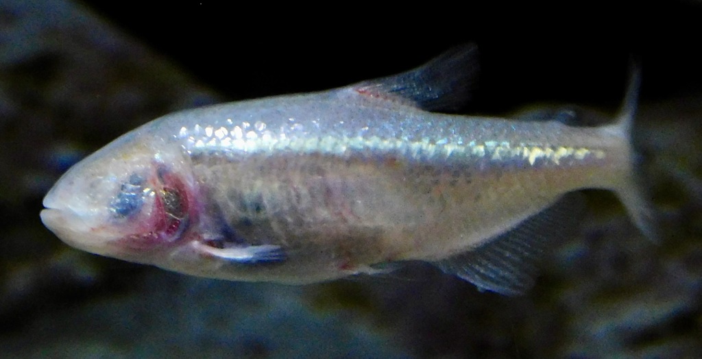 ブラインドケーブカラシン(カワスイ　川崎水族館)