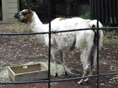 ラマ(夢見ヶ崎動物公園)